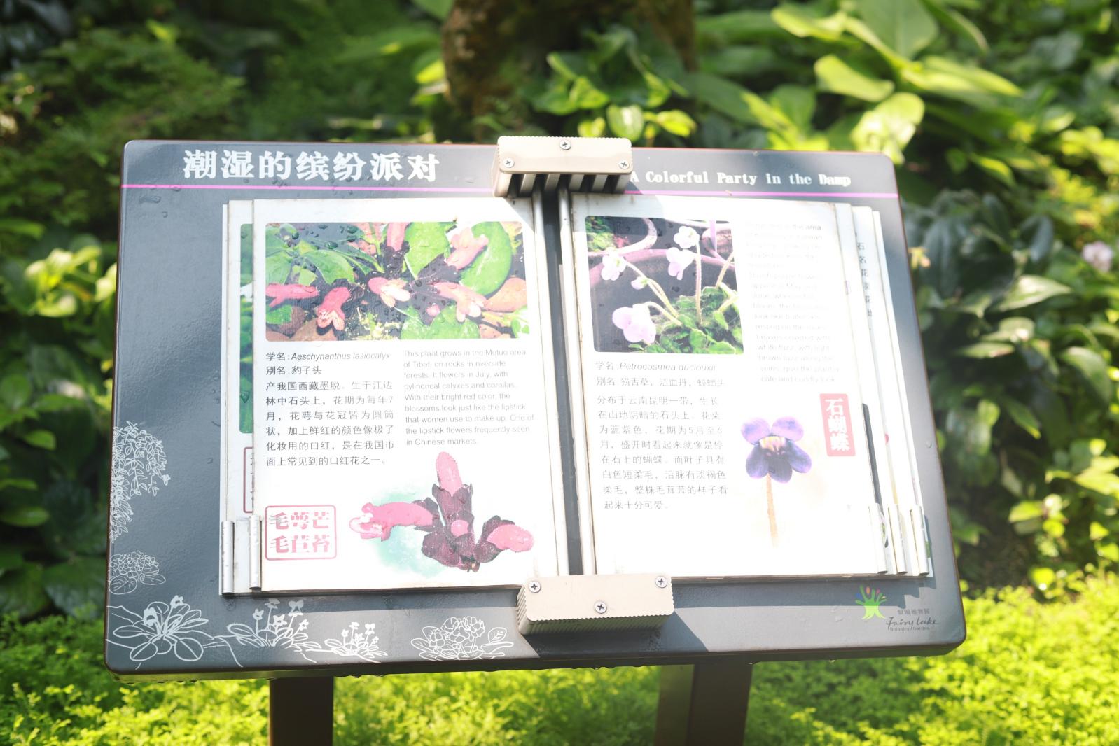 仙湖花展