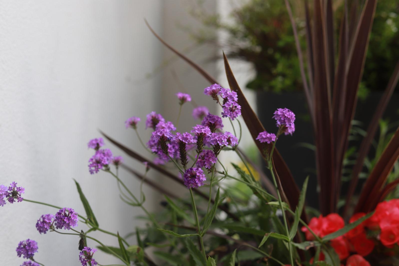 仙湖花展