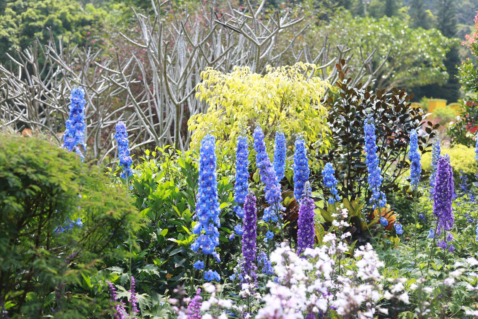 仙湖花展