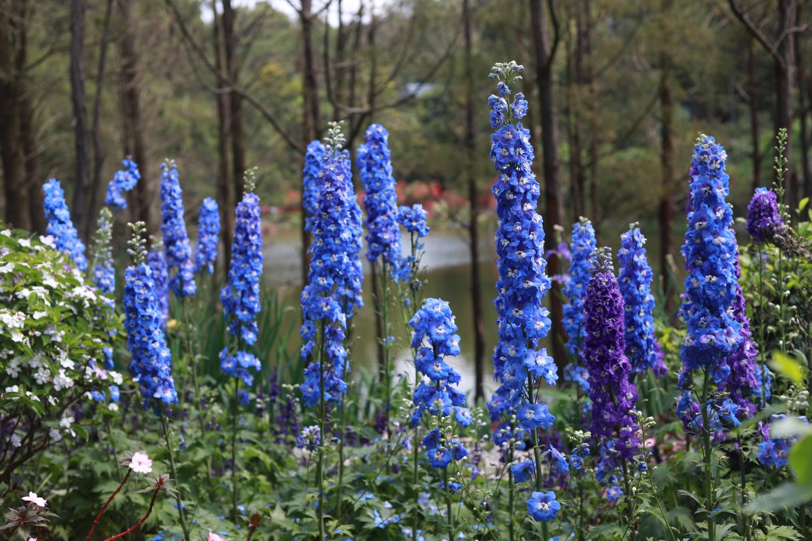 仙湖花展