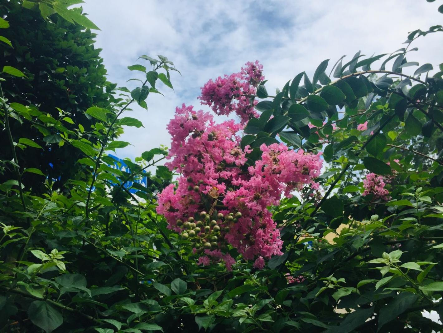 小花紫薇