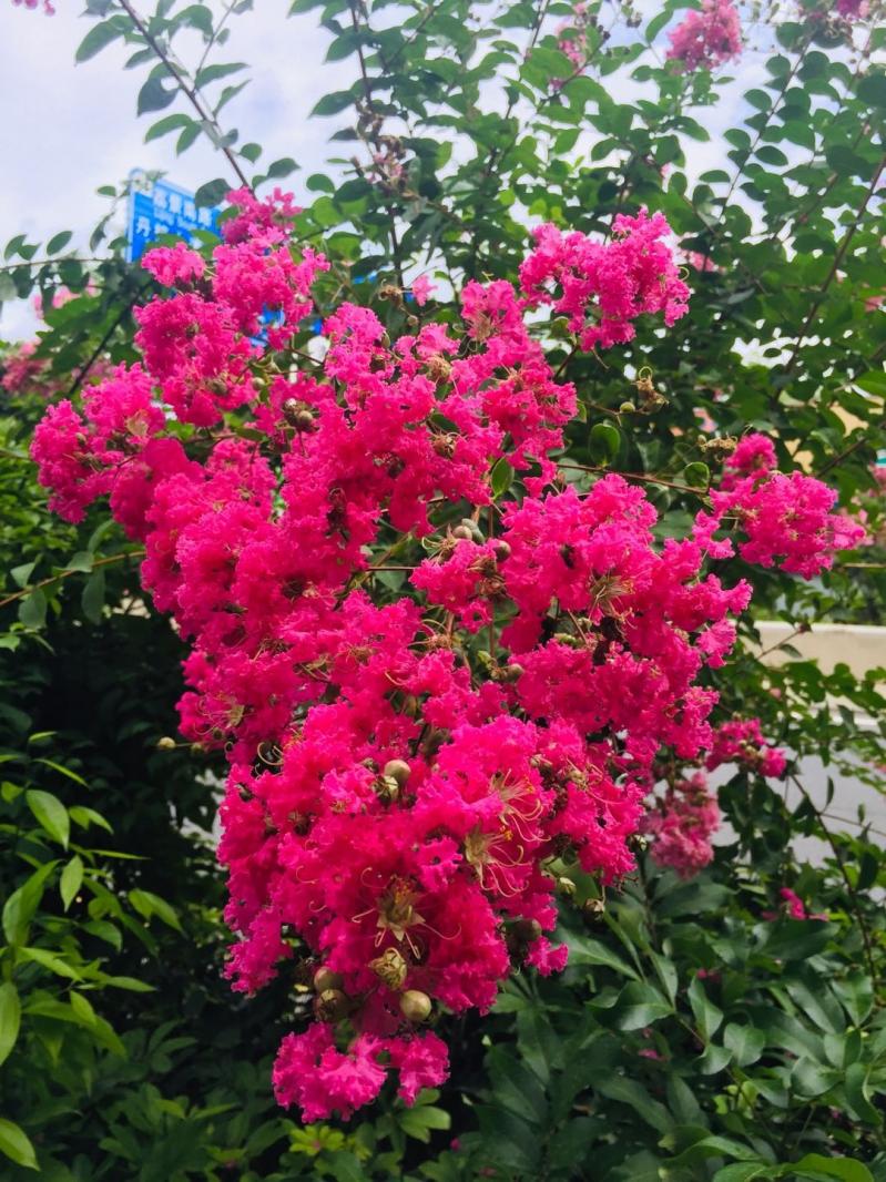 小花紫薇