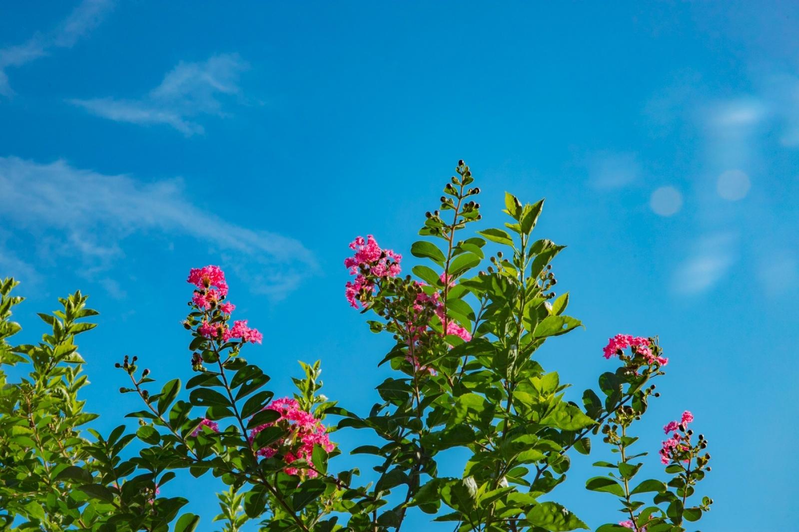 小花紫薇