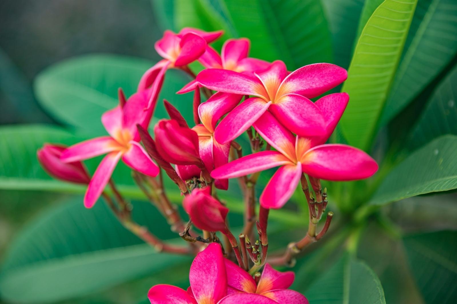 鸡蛋花