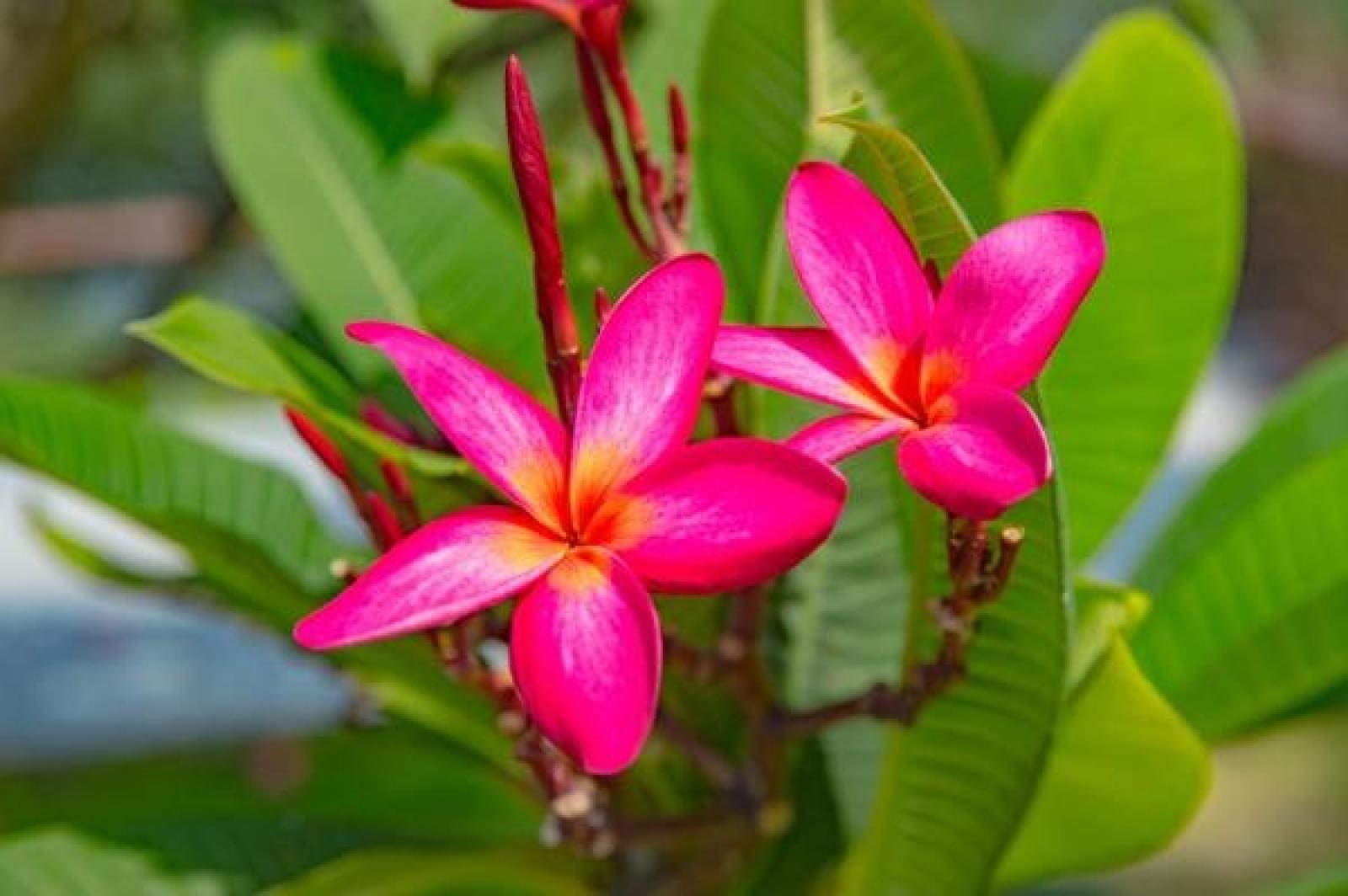 鸡蛋花