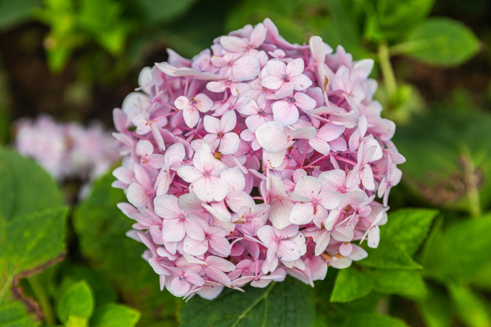绣球花