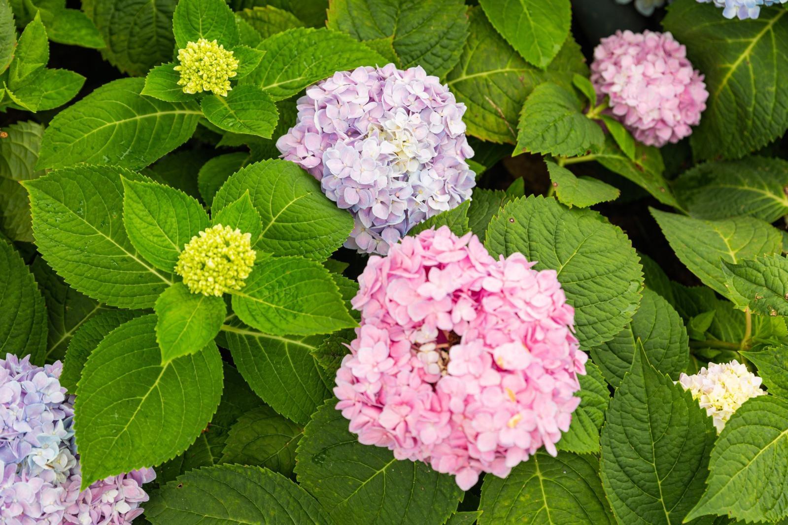 绣球花