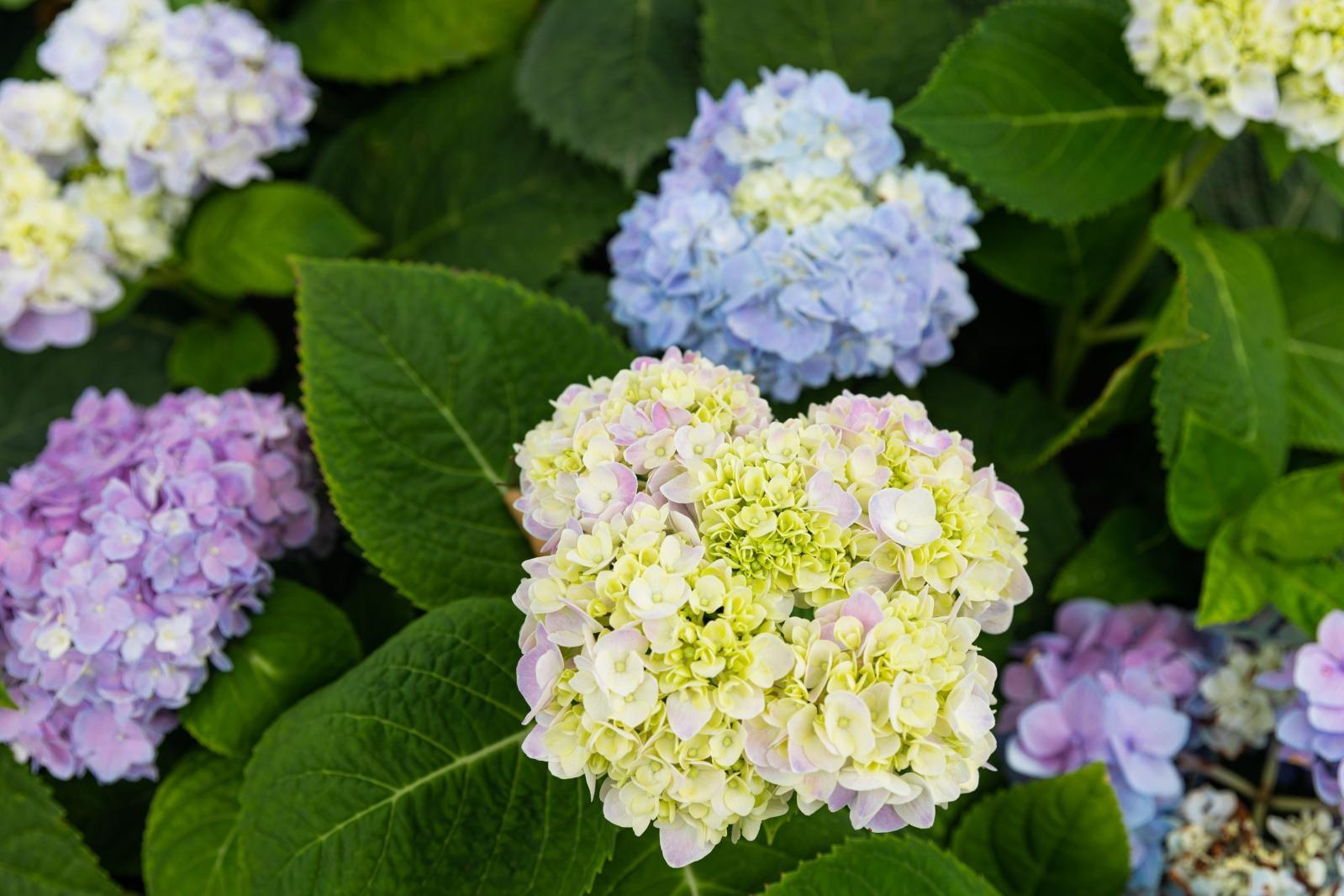 绣球花