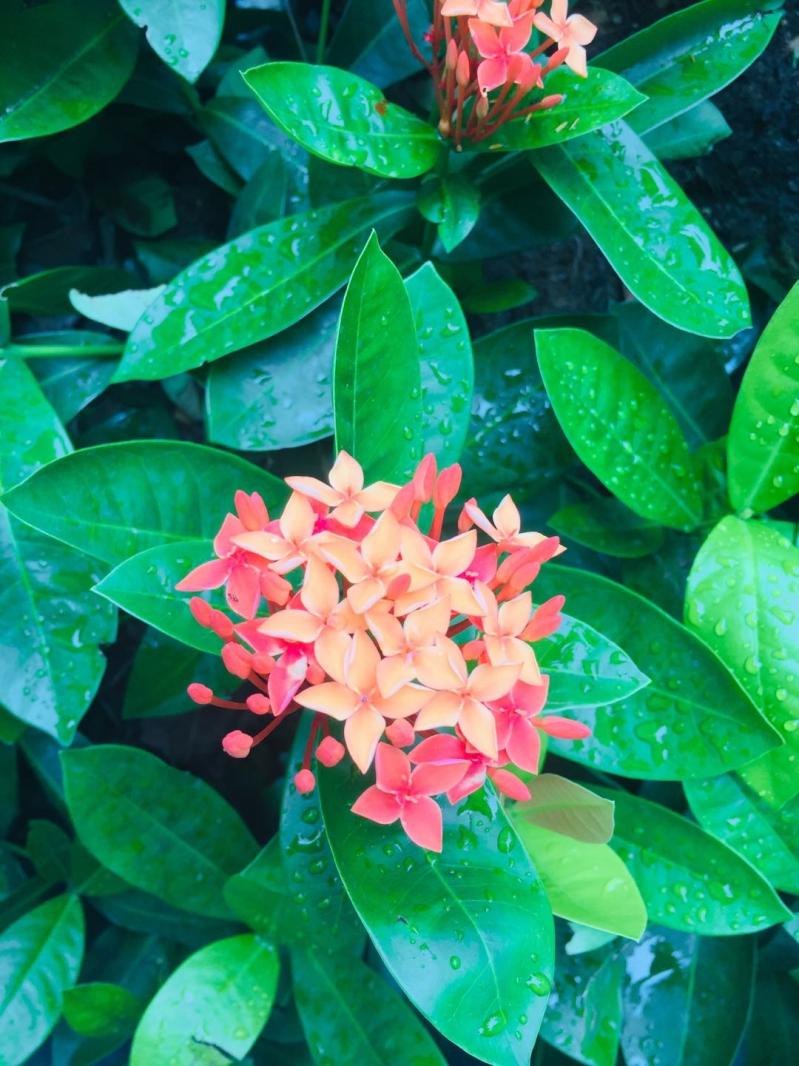 龙船花