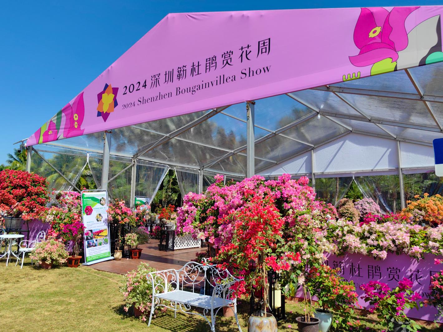 2024莲花山勒杜鹃展