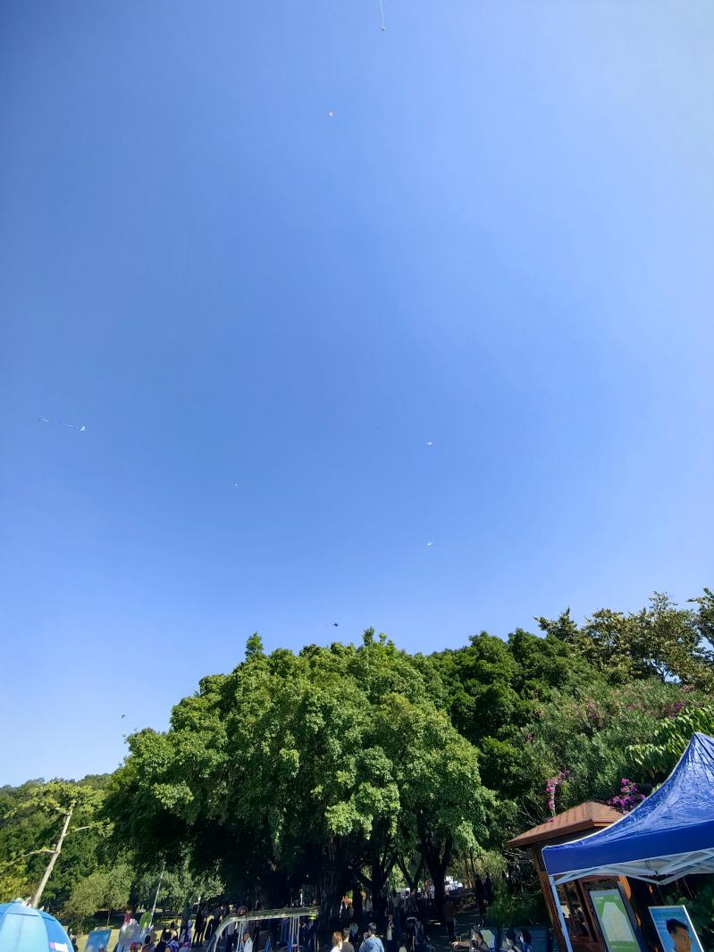 2024莲花山簕杜鹃花展