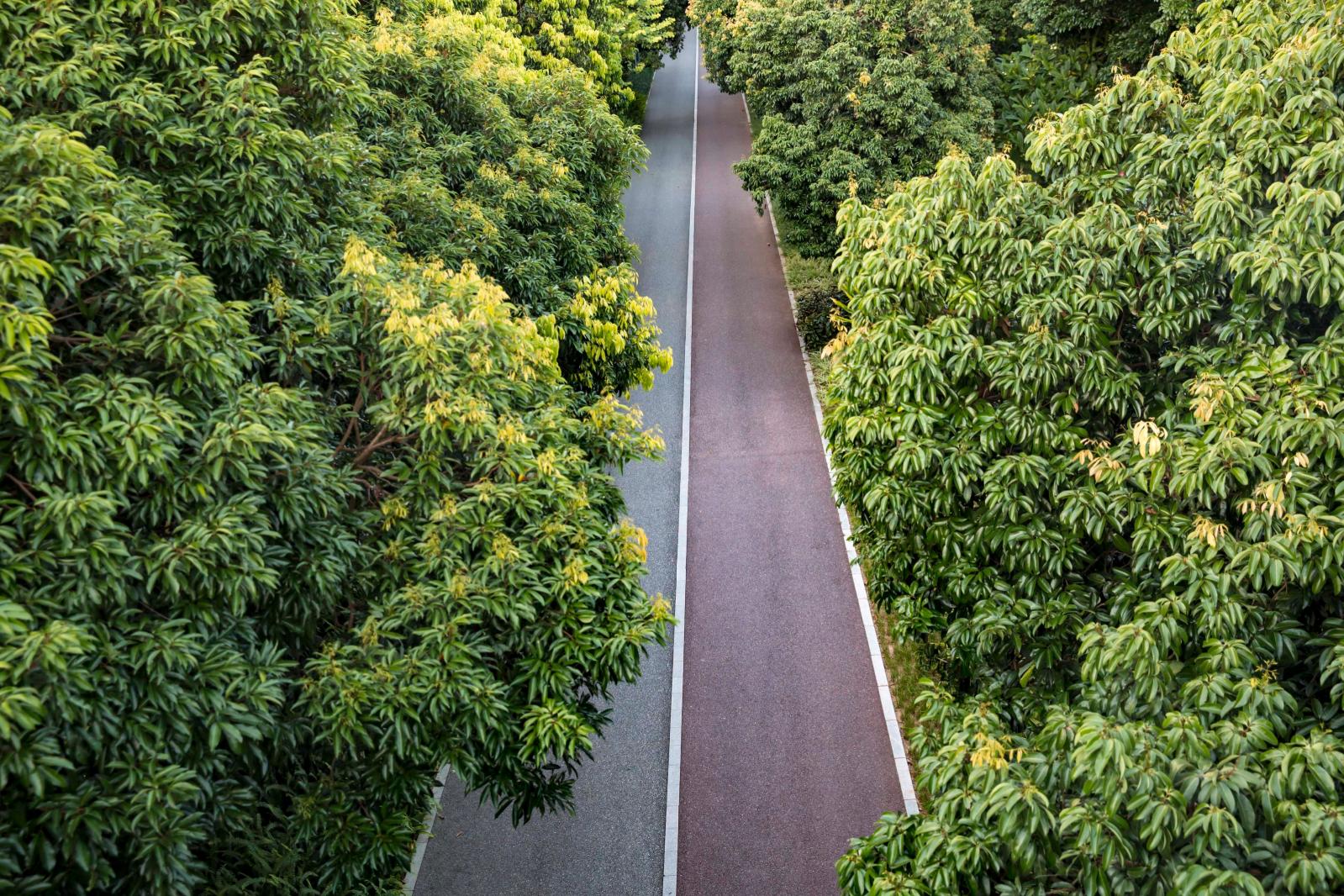 香蜜公园