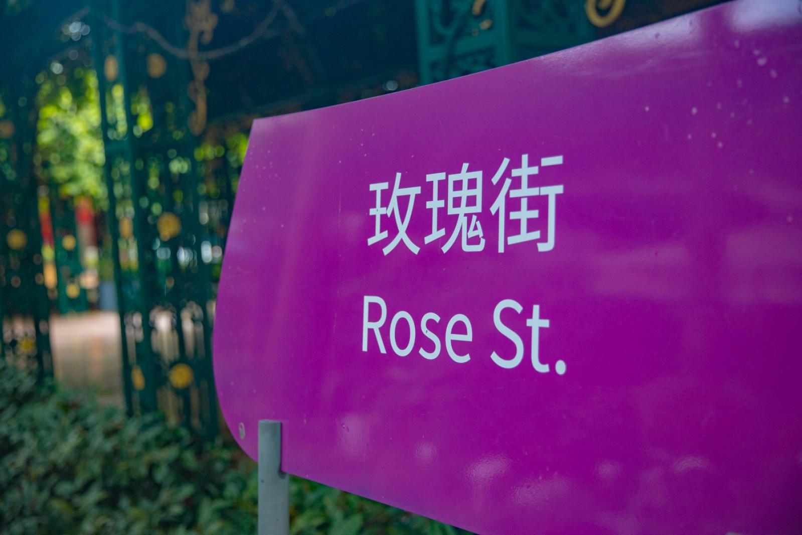 荷兰花卉小镇