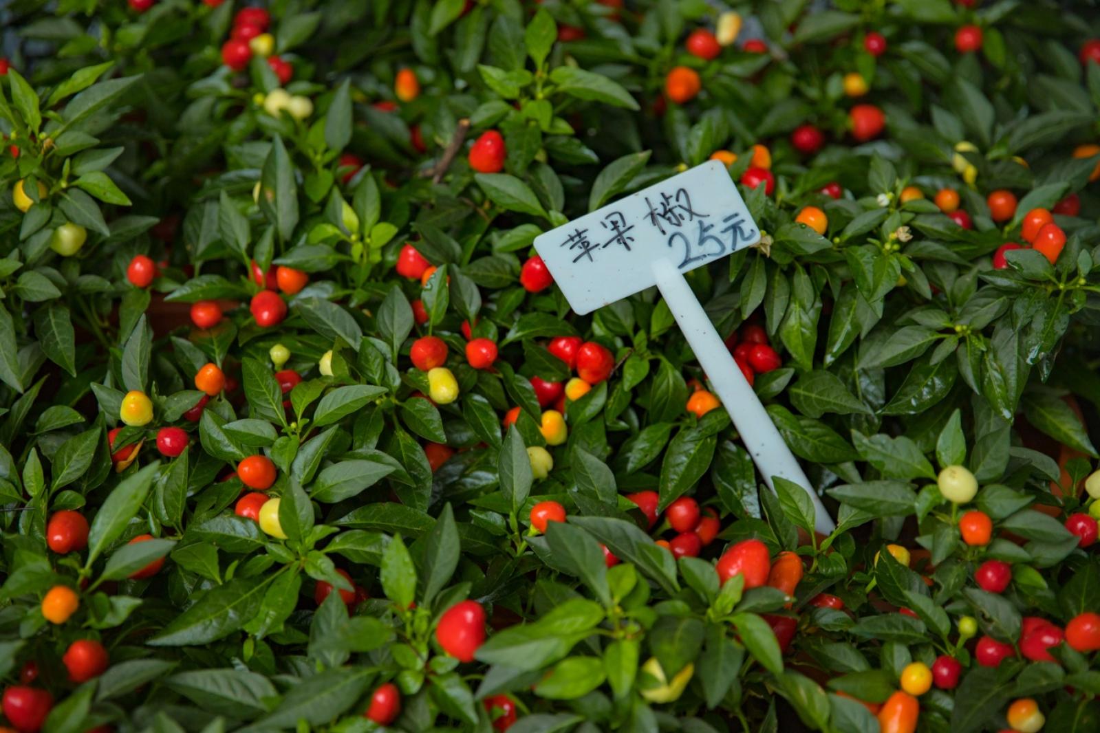 荷兰花卉小镇