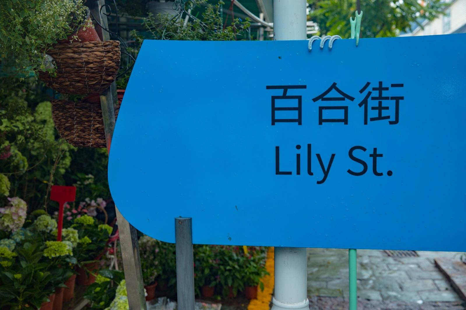 荷兰花卉小镇