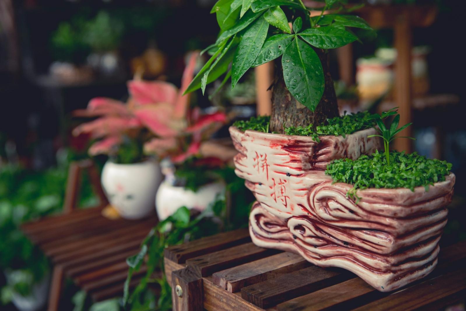 荷兰花卉小镇