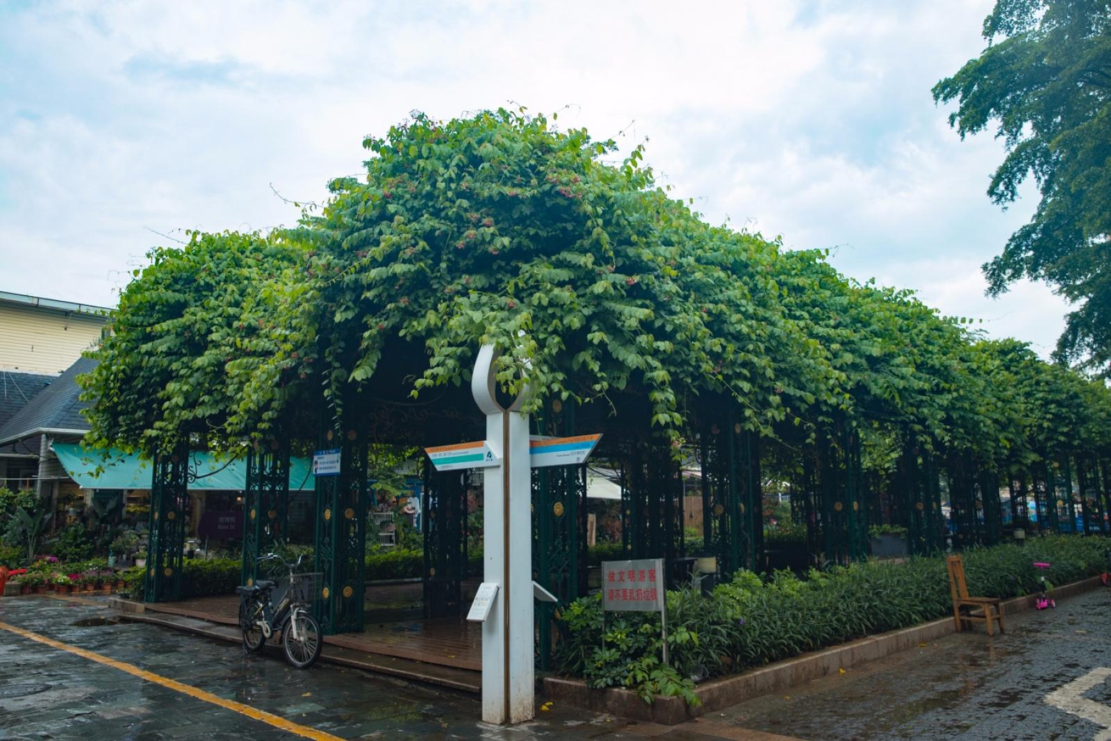 荷兰花卉小镇
