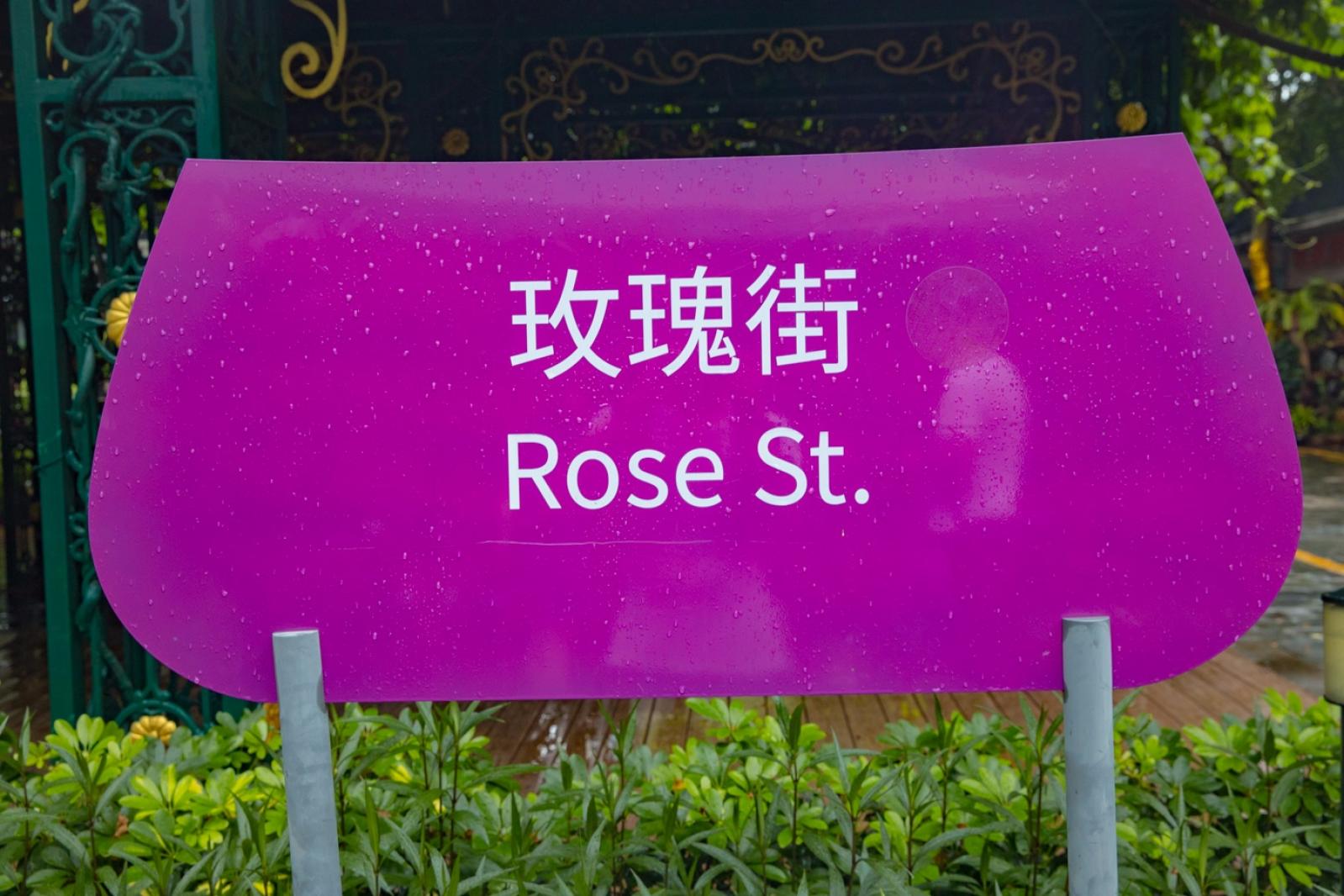 荷兰花卉小镇