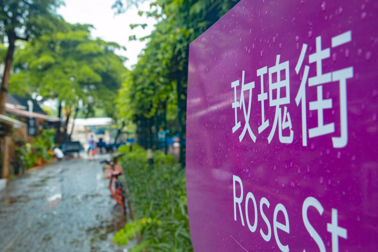 荷兰花卉小镇