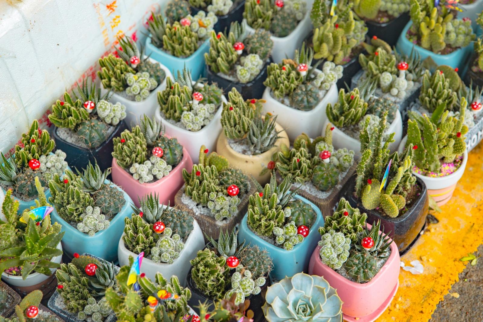 荷兰花卉小镇