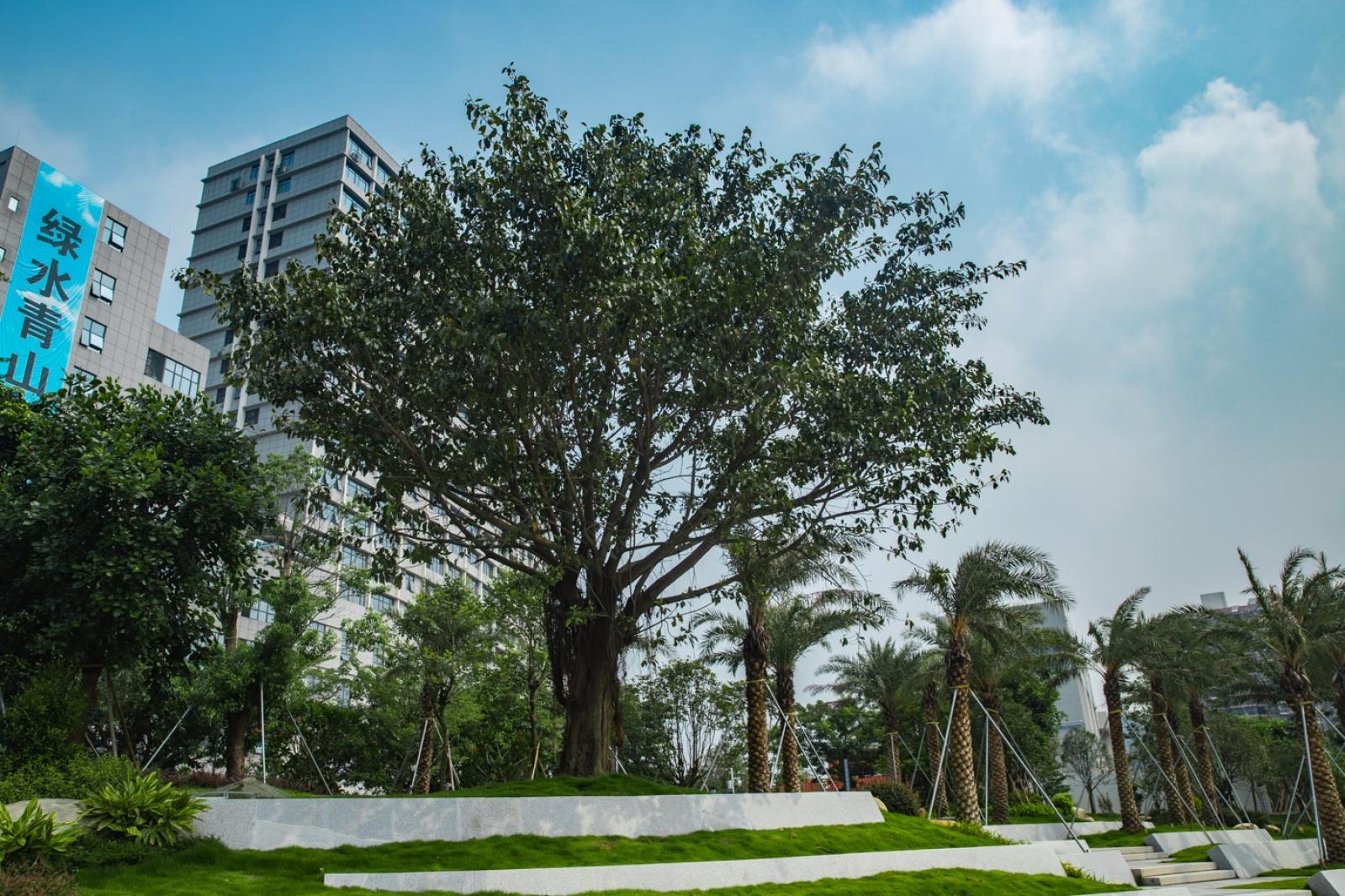 深圳万丰湖湿地公园