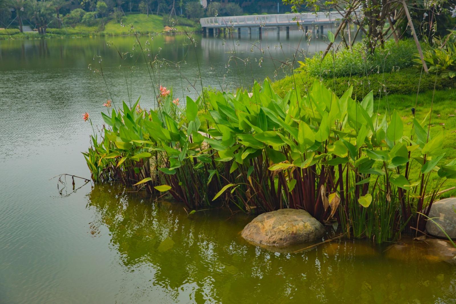 深圳万丰湖湿地公园