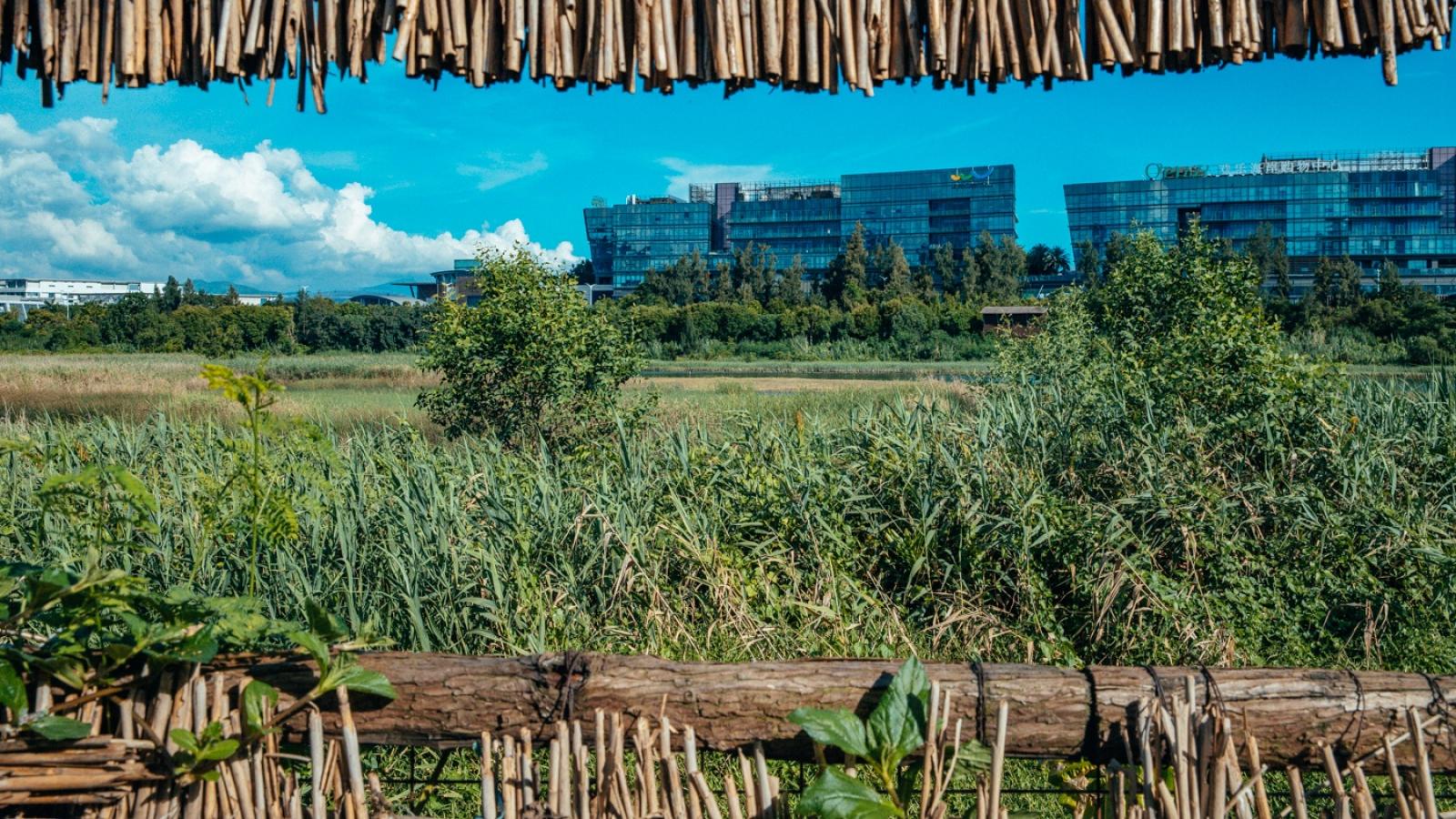 华侨城湿地公园