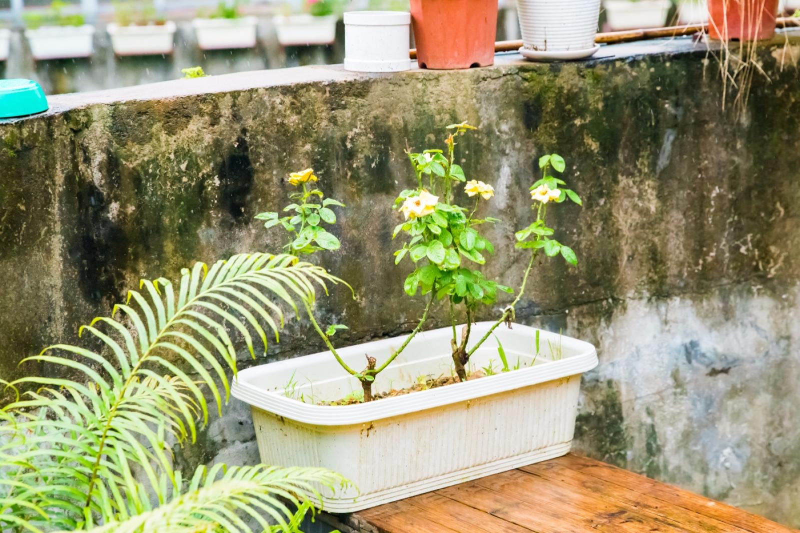梧桐山艺术小镇