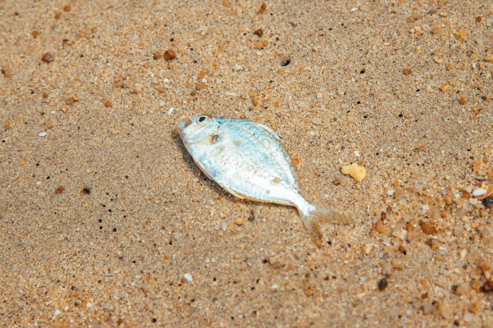 大澳湾沙滩