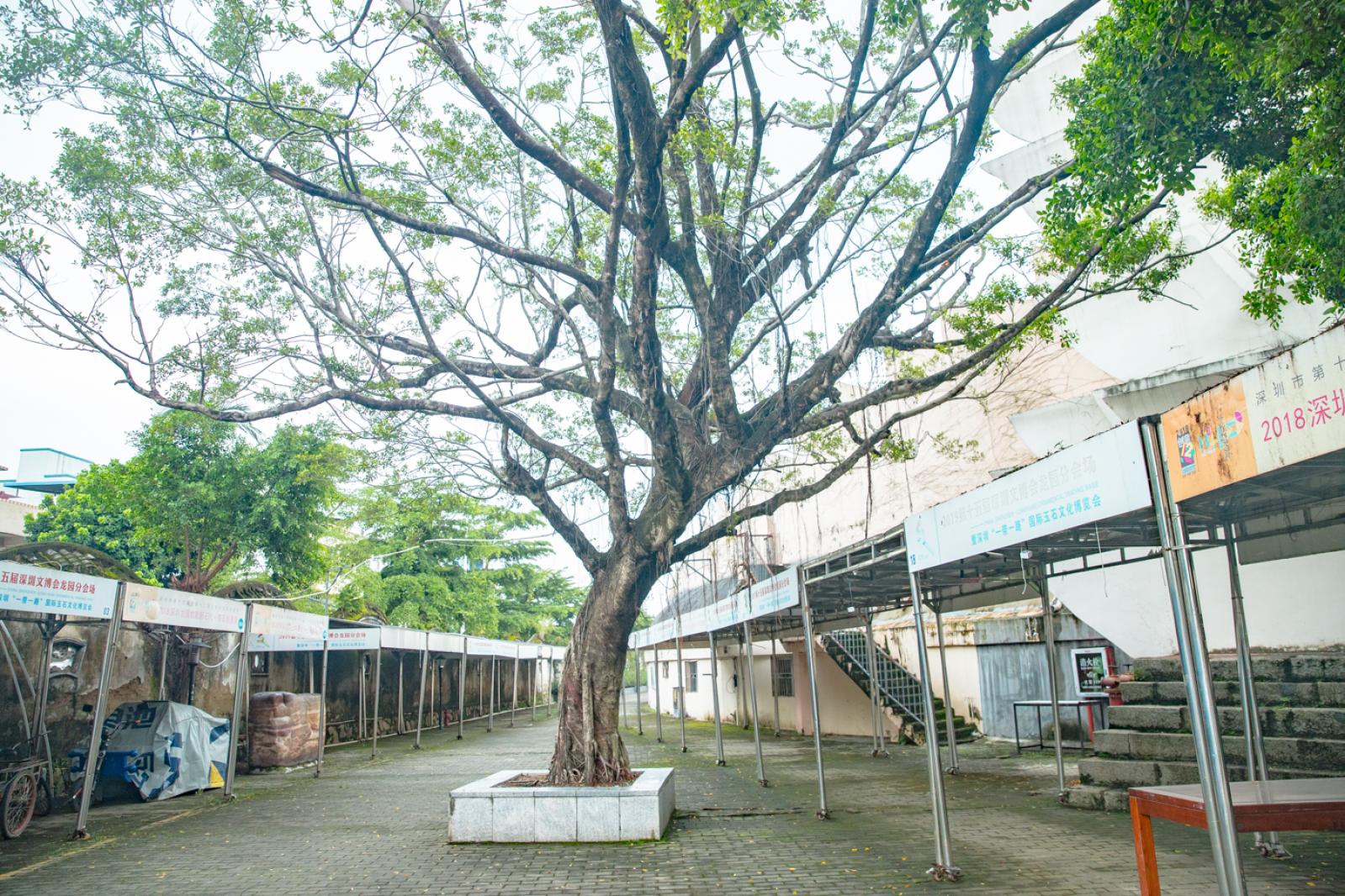 深圳龙园公园