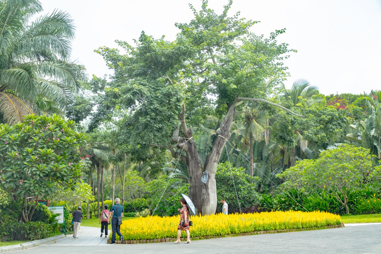 莲花山公园