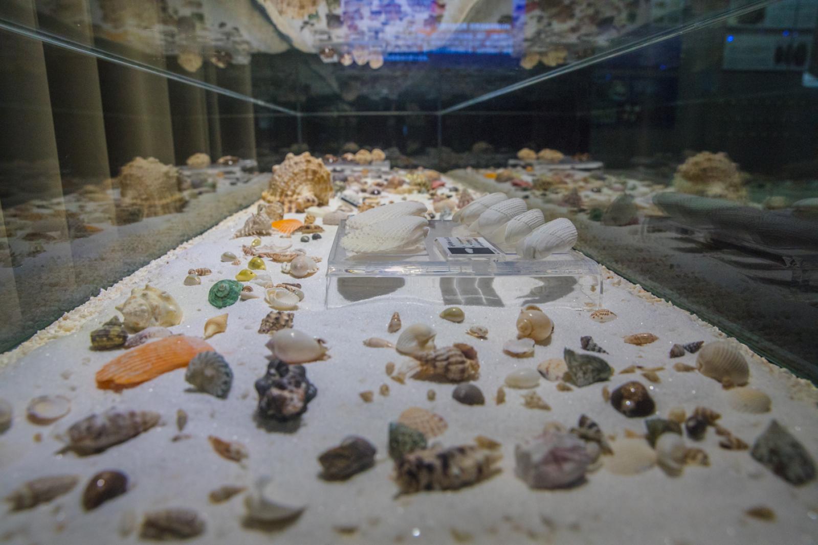 蛇口海洋博物馆