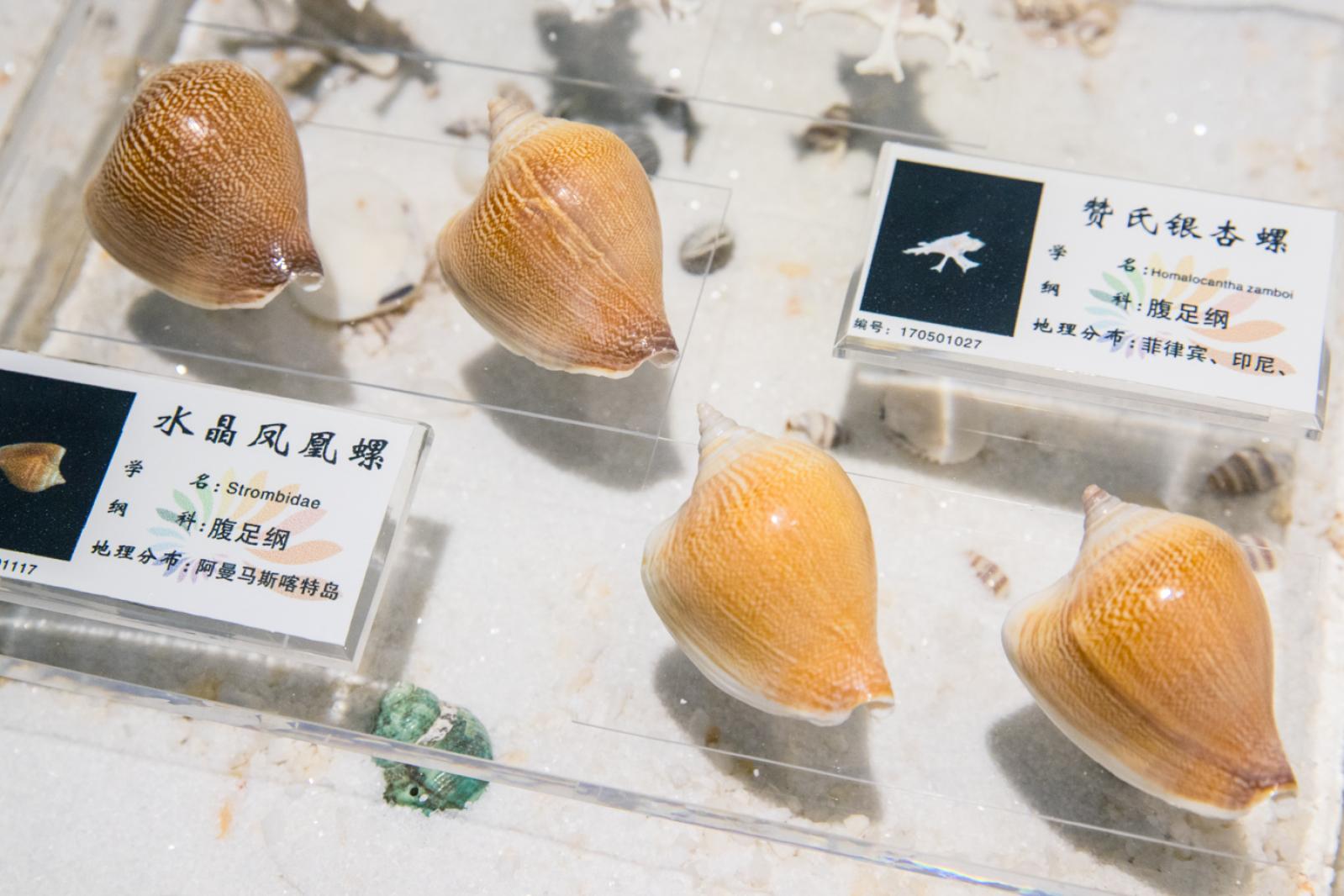 蛇口海洋博物馆