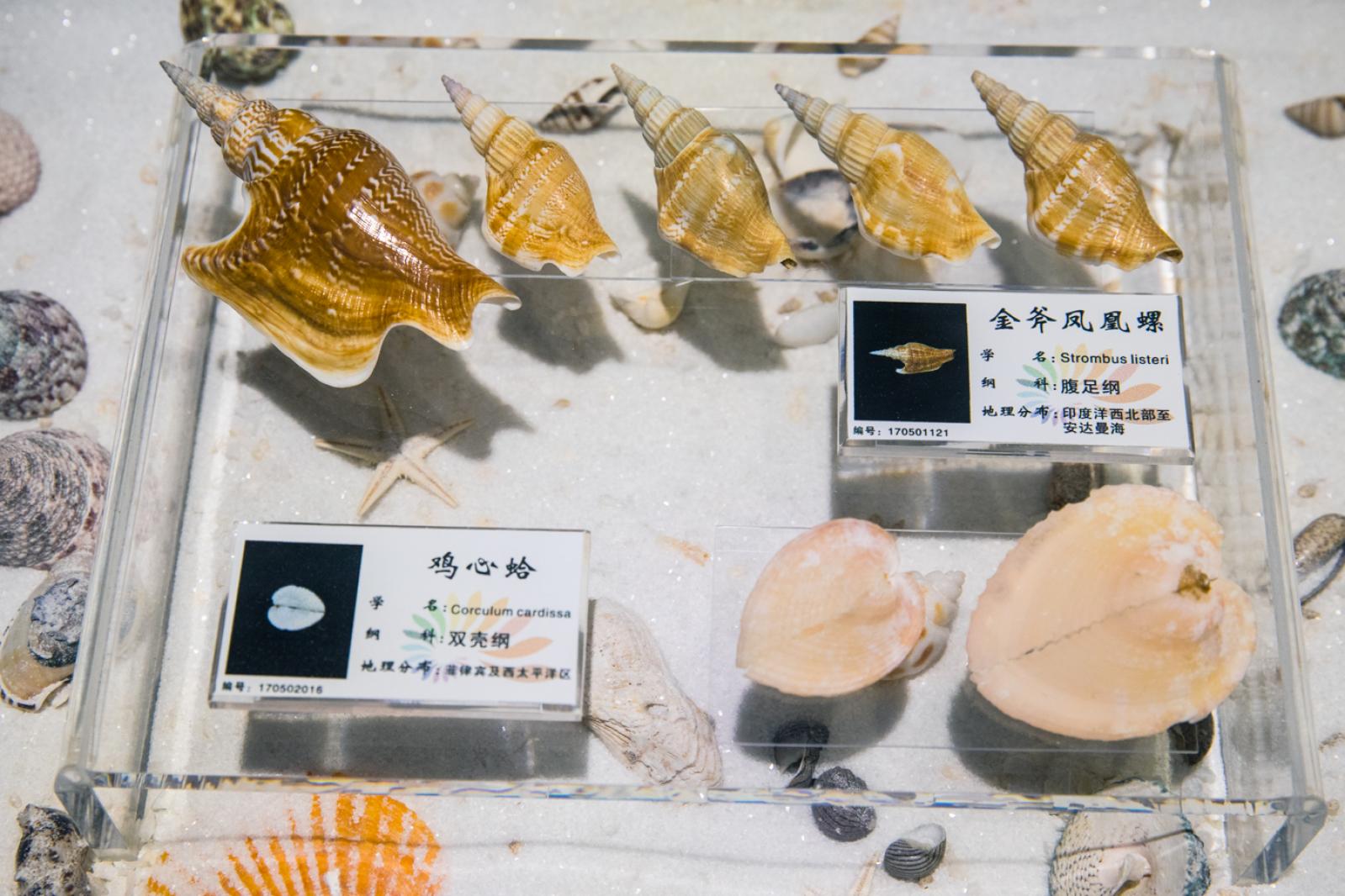 蛇口海洋博物馆