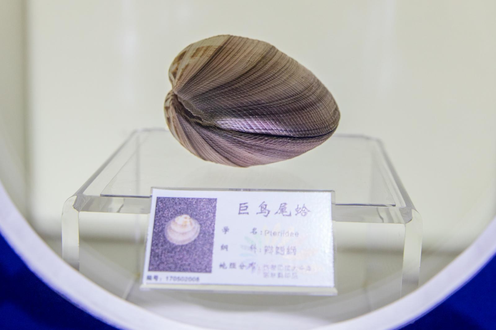 蛇口海洋博物馆