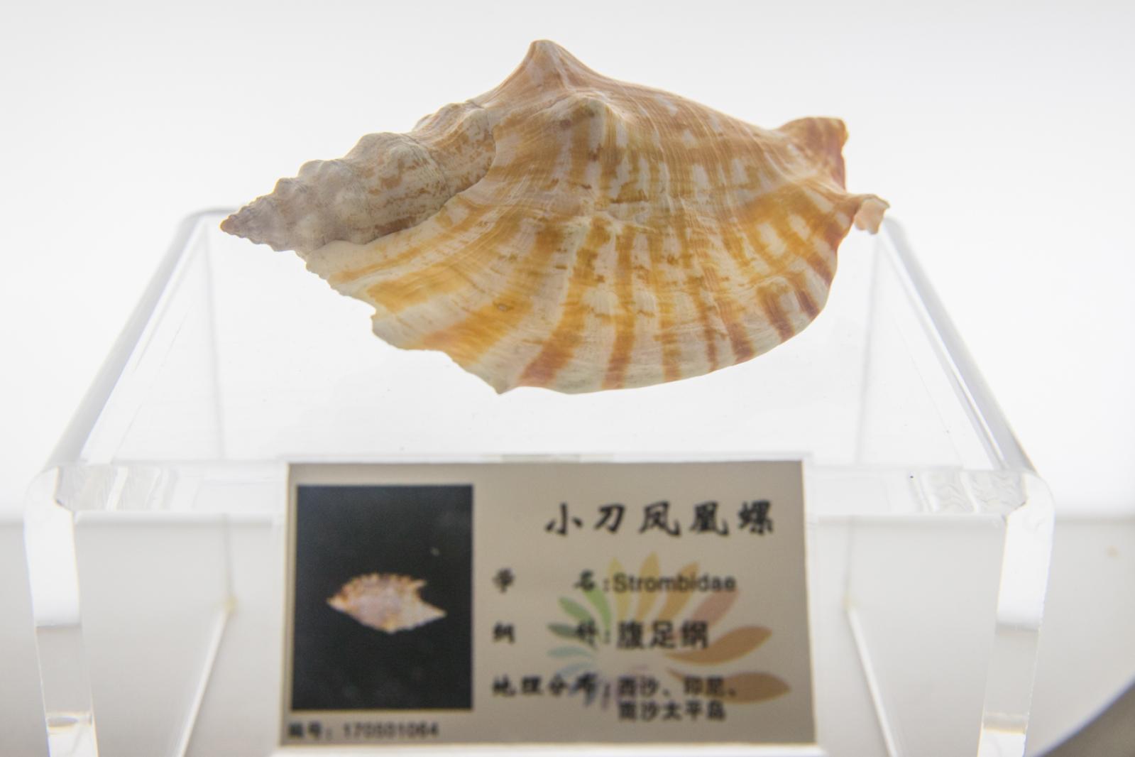 蛇口海洋博物馆