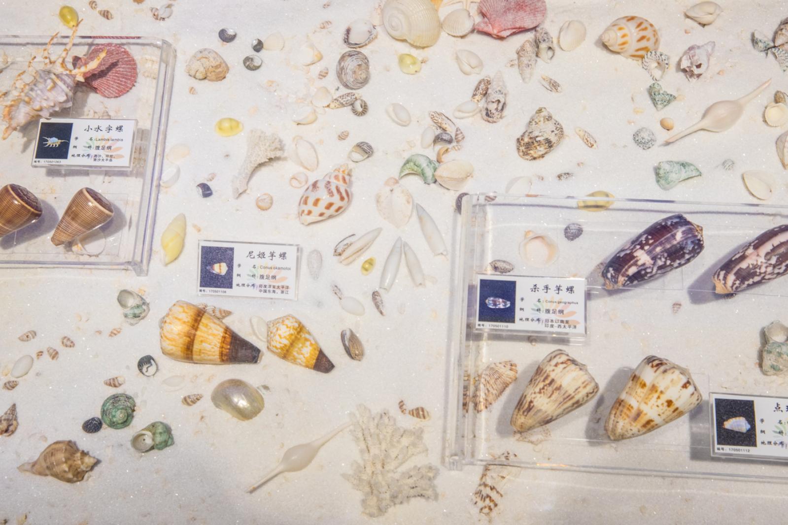 蛇口海洋博物馆