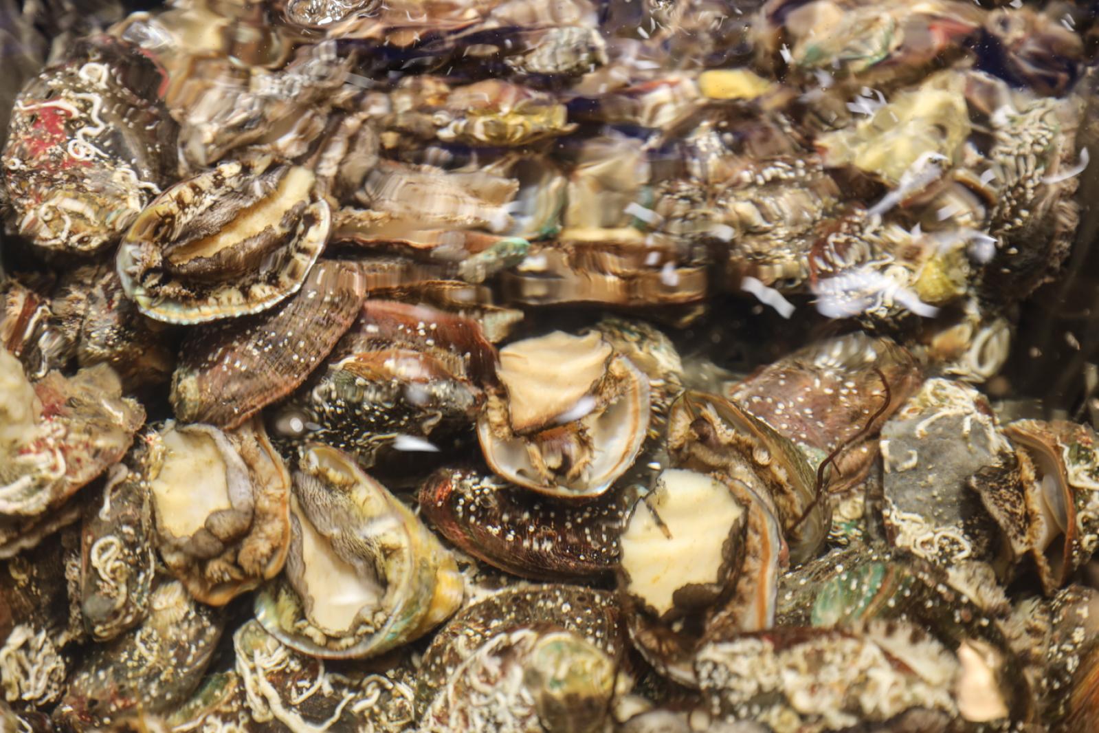 美食/海鲜