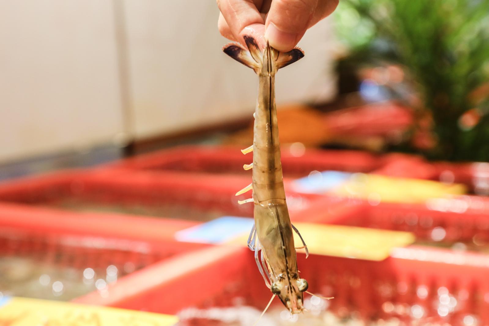 美食/海鲜