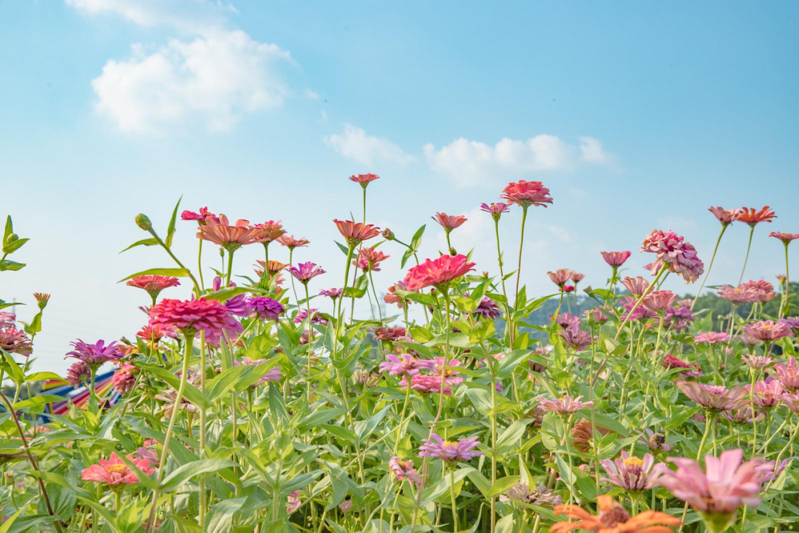 新安花田