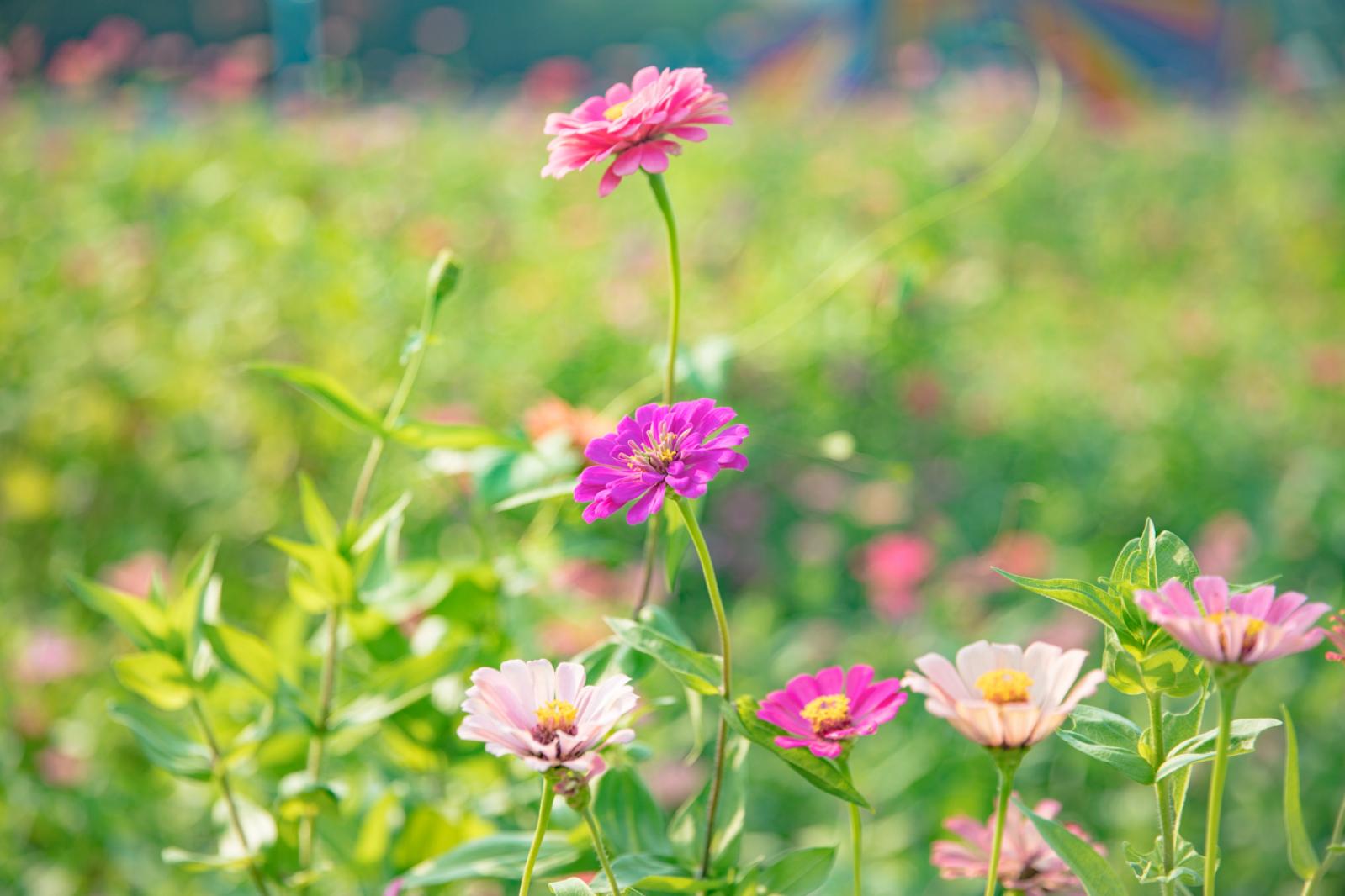 新安花田