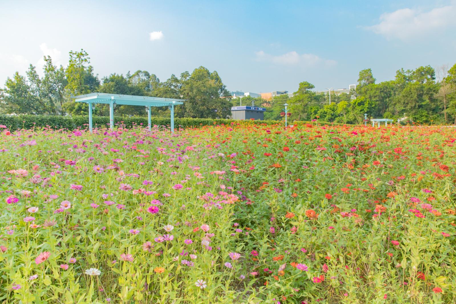新安花田