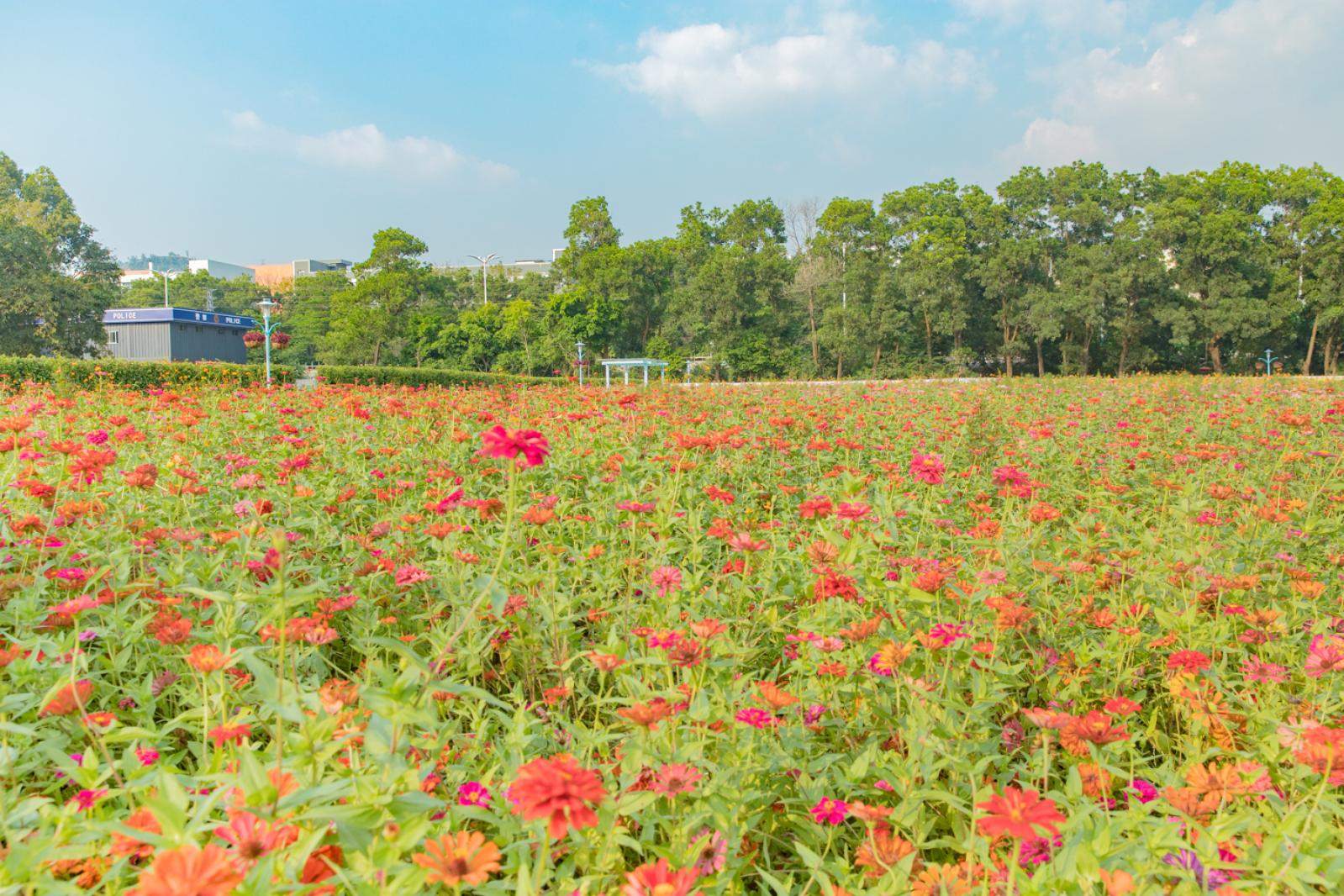新安花田