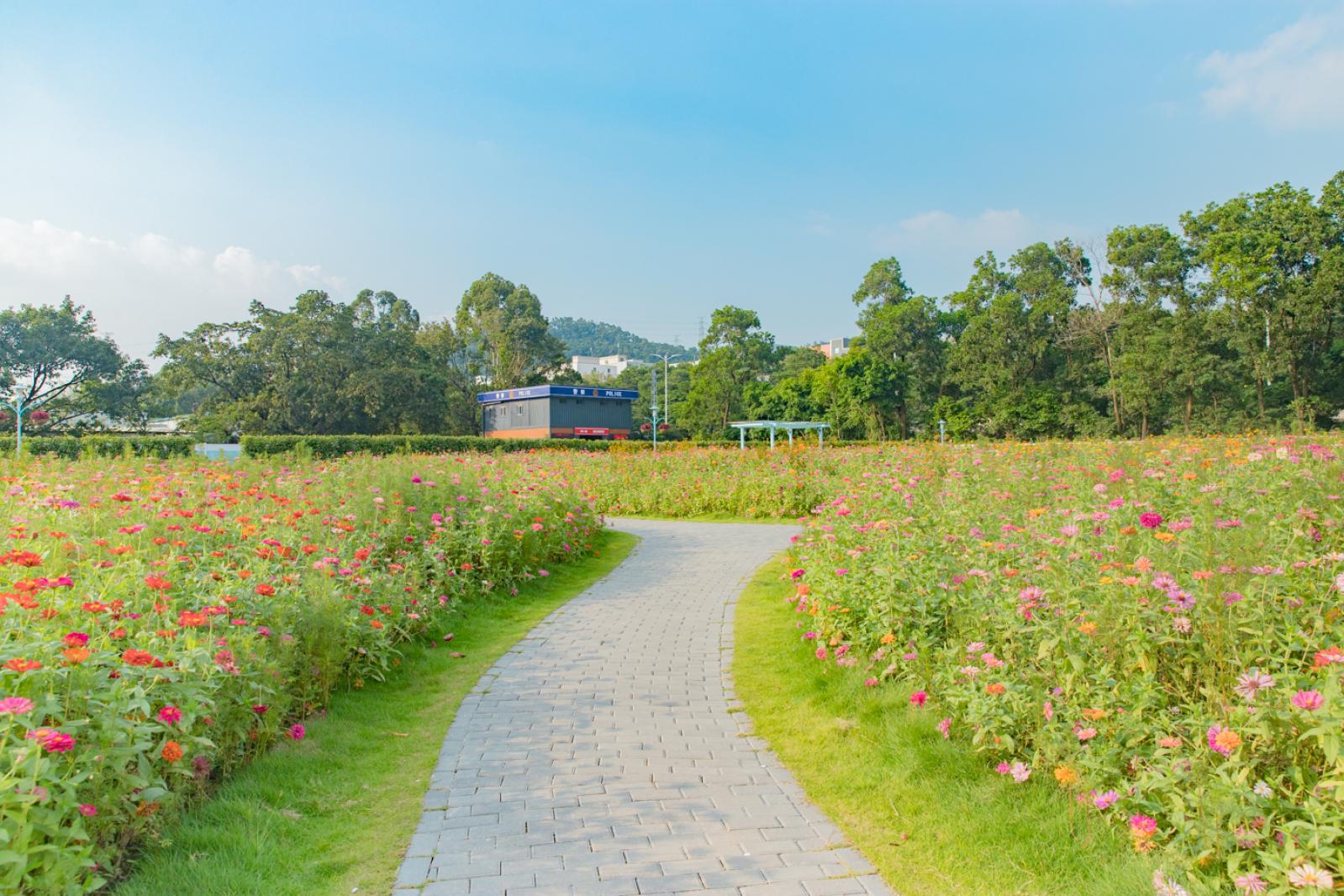 新安花田