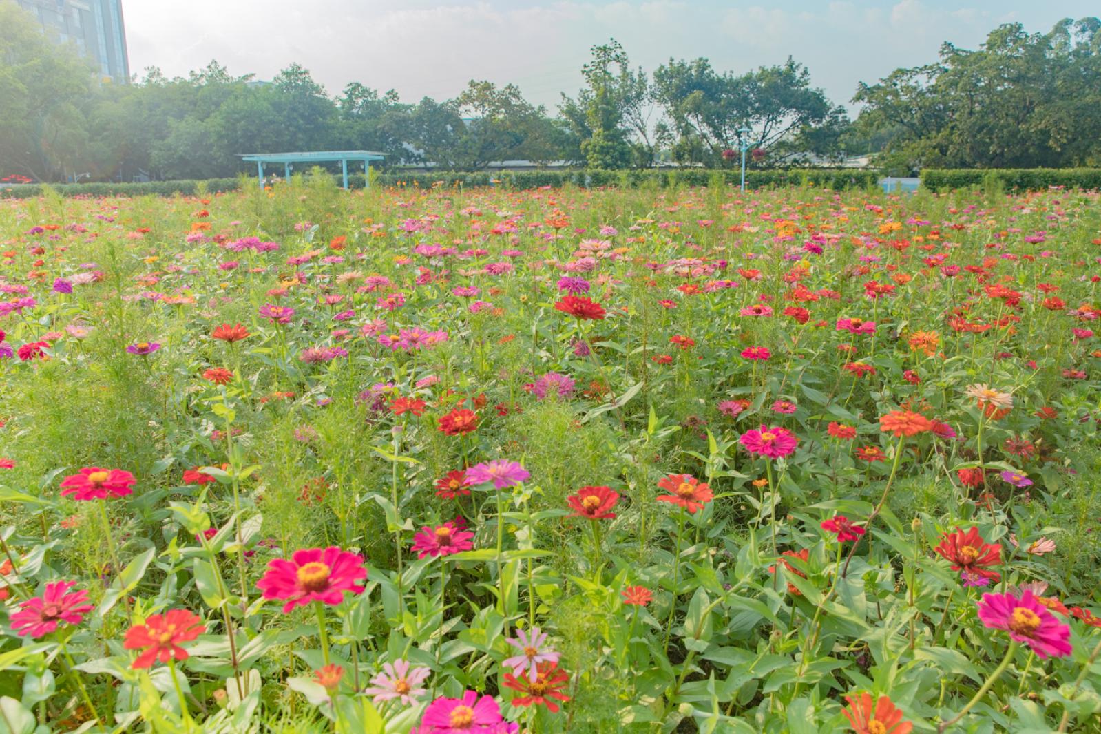 新安花田