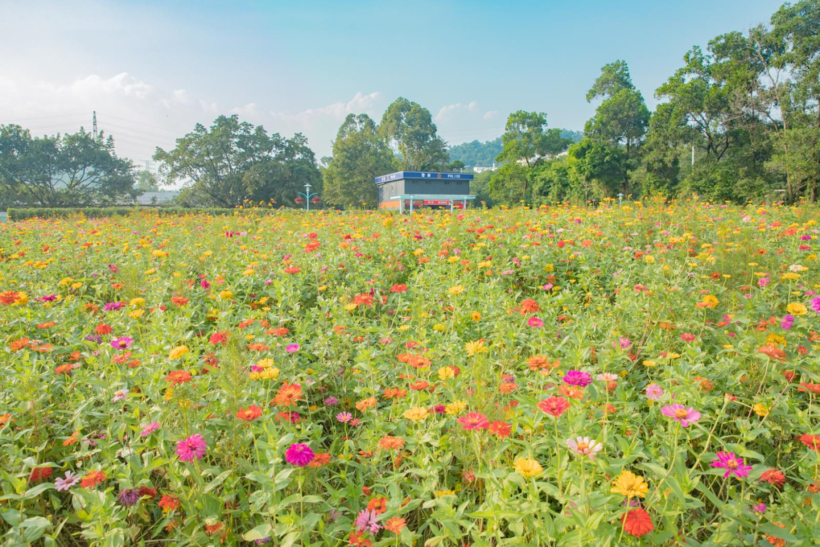 新安花田