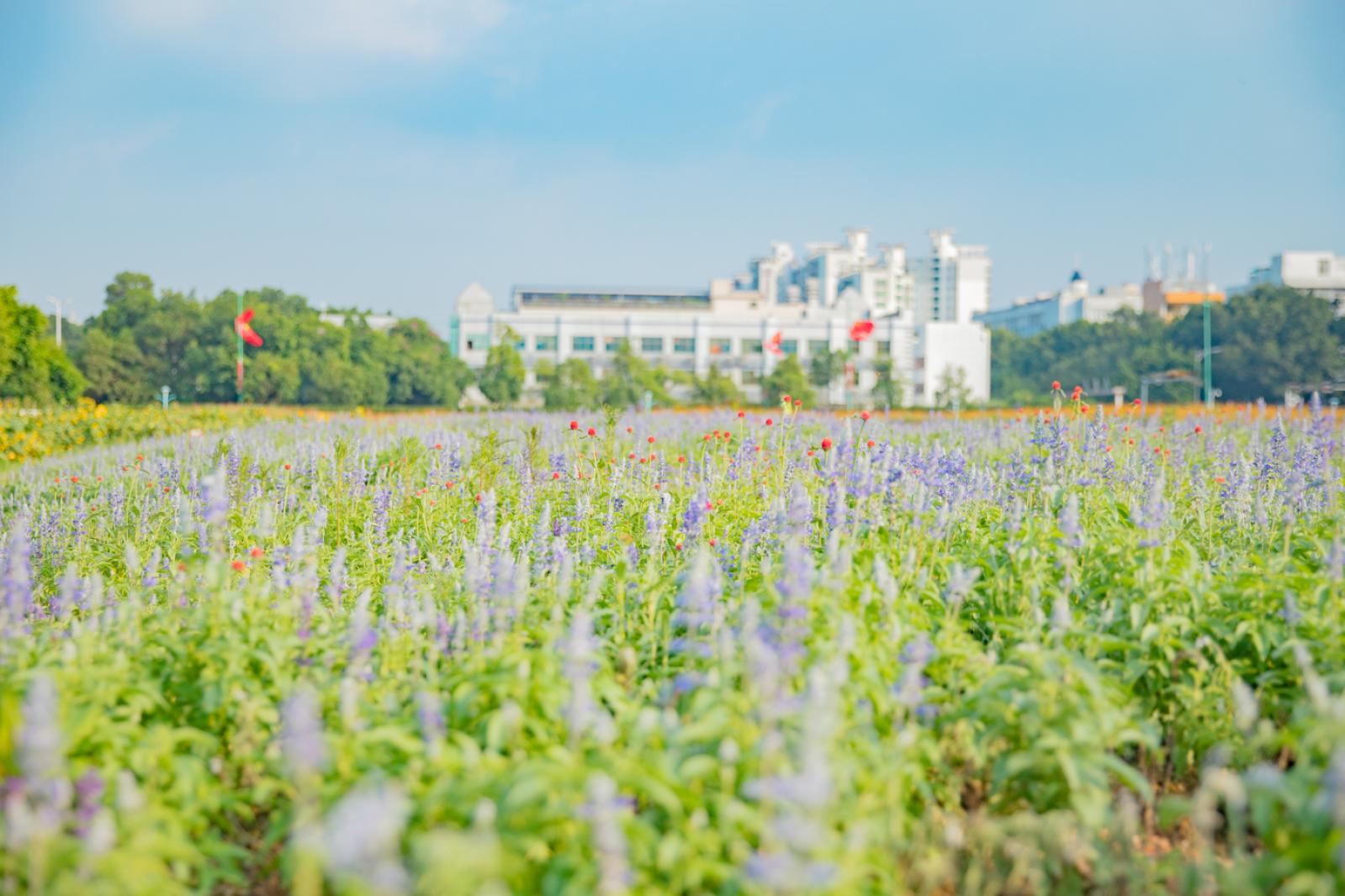 新安花田