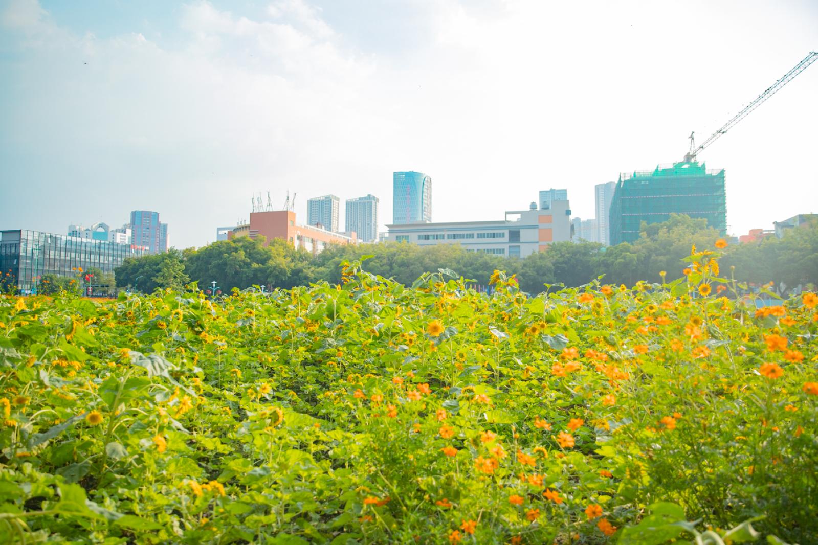 新安花田