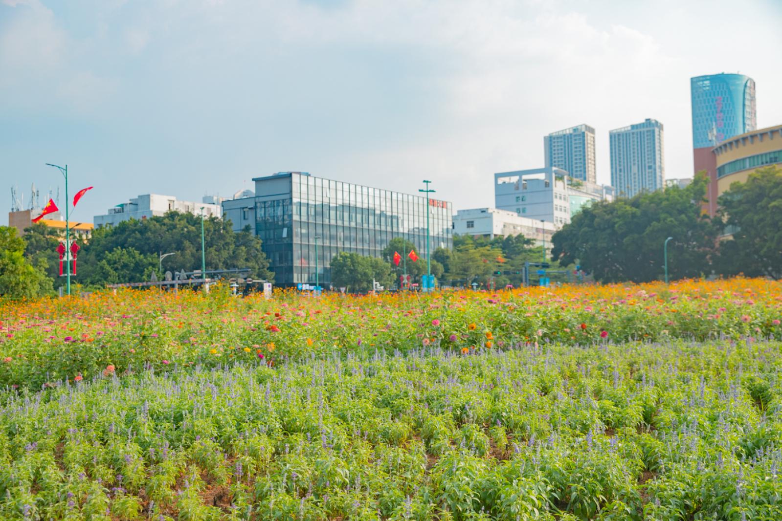新安花田