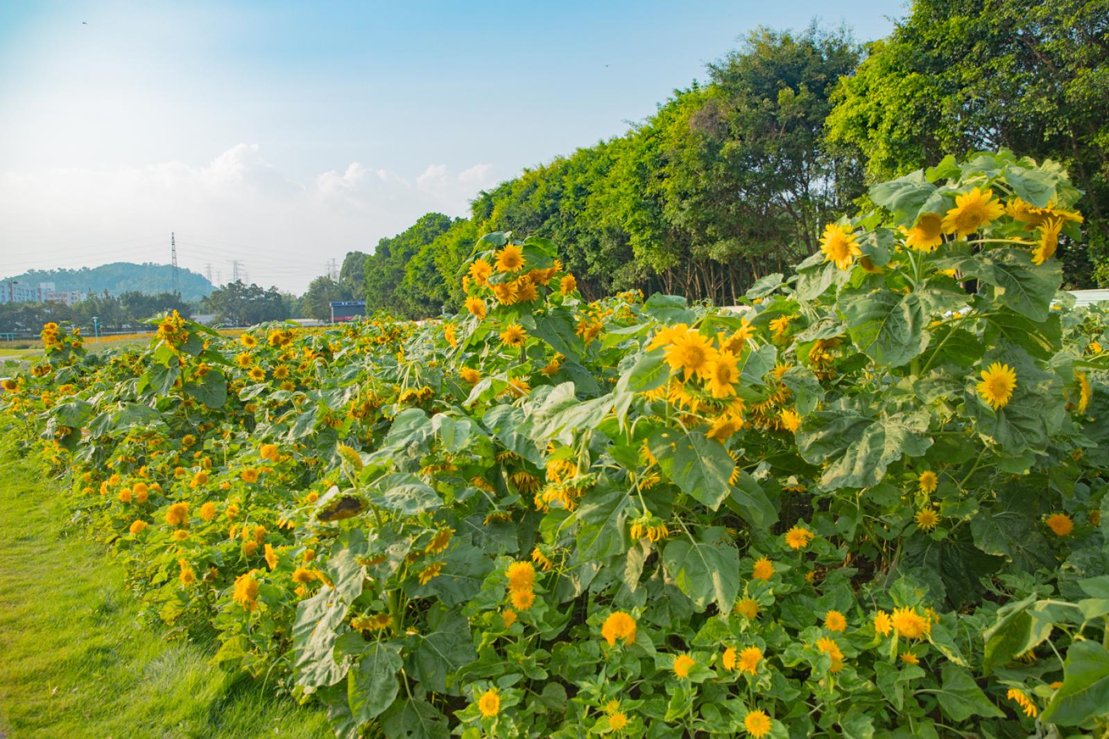 新安花田